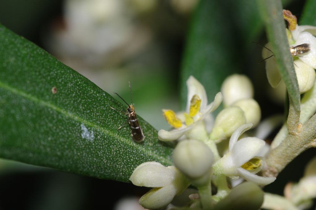 Piccoli lepidotteri: Micropterix aruncella - Micropterigidae